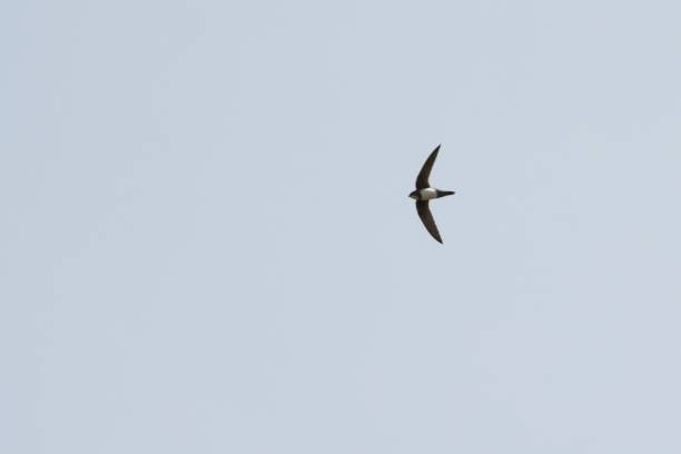 istock Flying alpine swift, Tachymarptis melba 1432639559