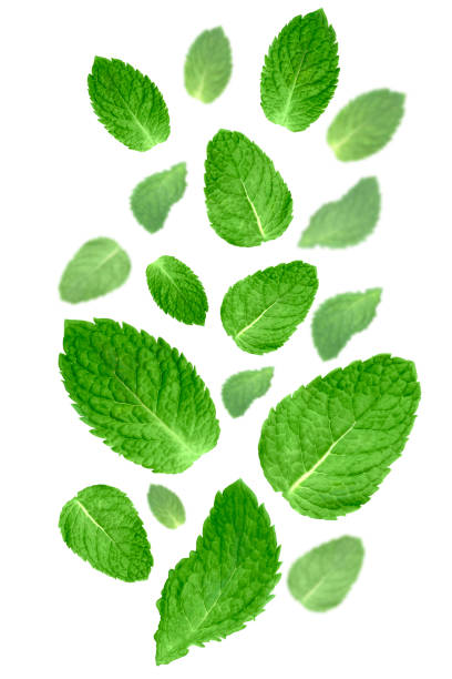istock Levitation of mint leaves isolated on white background. 1432641561