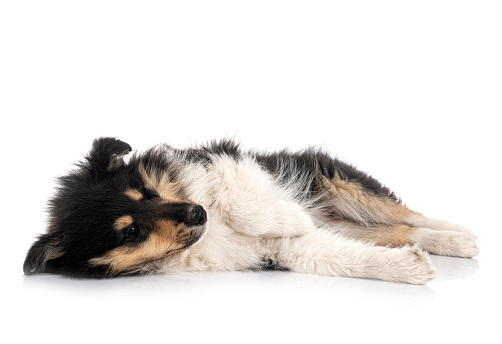 puppy Rough Collie in front of white background