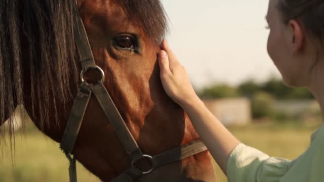 Close-up of a woman's hand stroking a beautiful chestnut brown horse in a meadow at sunset
