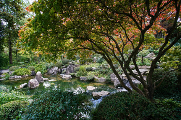 Excellent palmate maple (japanese maple) - leaves beginning red  (autumn leaf color) in japanese garden