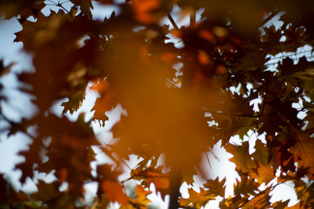 istock Leaves of an oak in autumn 1432642536