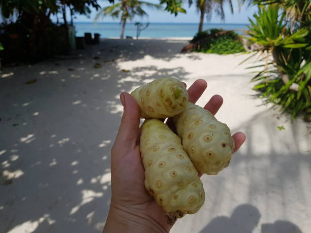 Noni fruit in hands on the background of the beach.