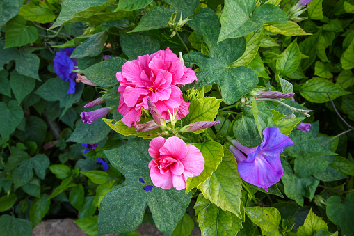 Close-up hydrangea pink banner with blurry background