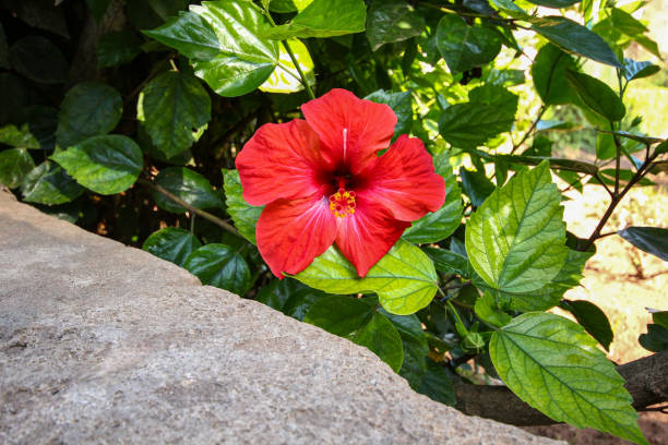 Natural stone wall with single red poppy, texture or background. High quality photo