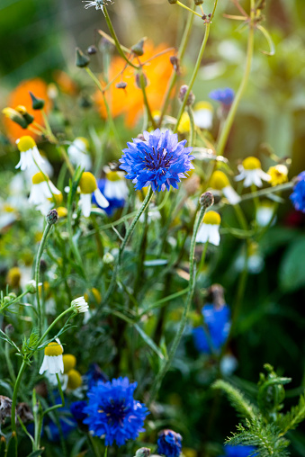 Cornflowers in a wildflower meadow with chamomile and poppies in the background. The photograph is taken in the evening sun with the light coming from behind the flowers.