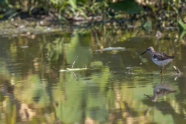 istock Wood Sandpiper in a lotus root field. 1432646887