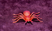 falsche-spinne-mit-acht-beinen.jpg?b=1&s=170x170&k=20&c=7FEwXZ9UGdoEZ2ep3mMXOW4gIoKdKGt_EYTHunfUmmo=