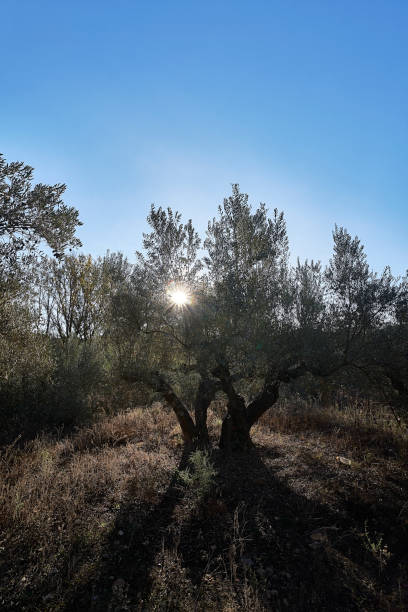 raios de sol aparecendo entre oliveiras centenárias. estrela solar - olive tree flash - fotografias e filmes do acervo
