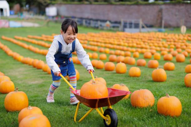 young girl was picking pumpkin at farm for celebrating Halloween