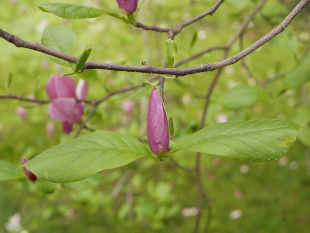magnolien blühen im park einer subtropischen stadt. rosa magnolienblütenblätter auf einem ast an einem sonnigen frühlingstag vor einem hintergrund aus grünen blättern. große duftende blüten und knospen eines immergrünen baumes. - evergreen magnolia stock-fotos und bilder