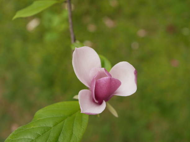 magnolien blühen im park einer subtropischen stadt. rosa magnolienblütenblätter auf einem ast an einem sonnigen frühlingstag vor einem hintergrund aus grünen blättern. große duftende blüten und knospen eines immergrünen baumes. - evergreen magnolia stock-fotos und bilder
