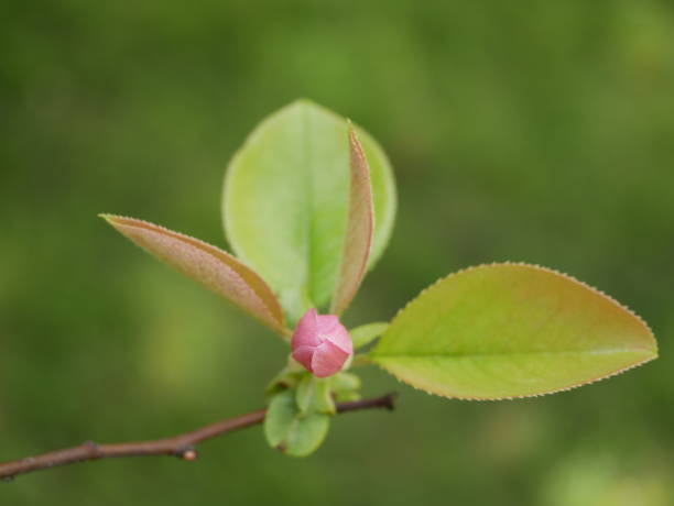 magnolien blühen im park einer subtropischen stadt. rosa magnolienblütenblätter auf einem ast an einem sonnigen frühlingstag vor einem hintergrund aus grünen blättern. große duftende blüten und knospen eines immergrünen baumes. - evergreen magnolia stock-fotos und bilder