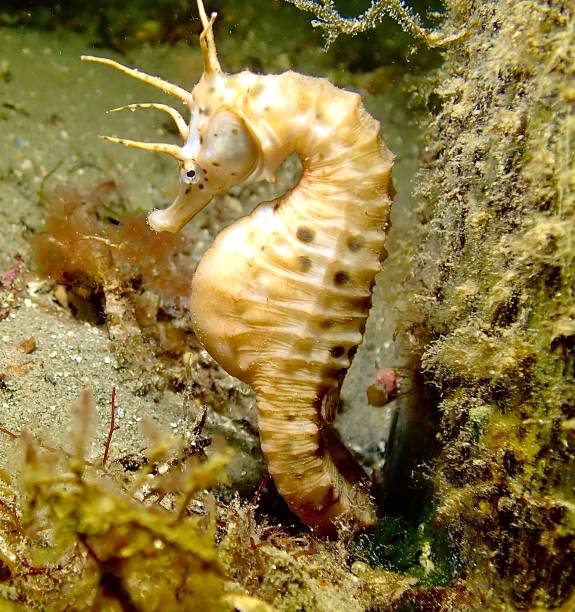 Free Stock Photo of Seahorse | Download Free Images and Free Illustrations