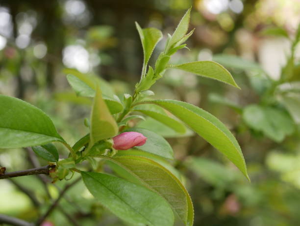 magnólia floresce no parque de uma cidade subtropical. pétalas de magnólia rosa em um galho em um dia ensolarado de primavera contra um fundo de folhas verdes. grandes flores perfumadas e botões de uma árvore sempre verde. - evergreen magnolia - fotografias e filmes do acervo