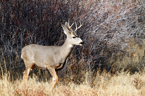 wild mule deer on the prairie in rut, mating season