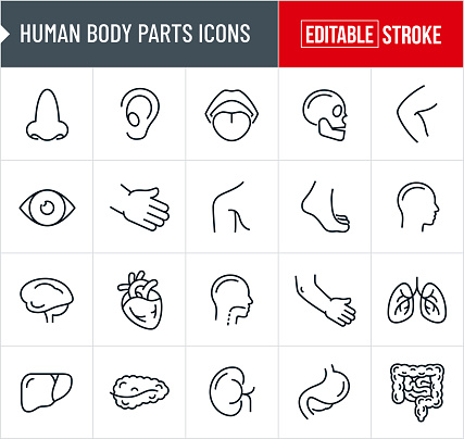 A set of human body parts and organs icons that include editable strokes or outlines using the EPS vector file. The icons include a human nose, human ear, human mouth, human tongue, human skull, human knee, human eye, human hand, human shoulder, human foot, human head, human brain, human heart, human throat, human elbow, human arm, human lungs, human liver, human, spleen, human kidney, human stomach and human intestines.