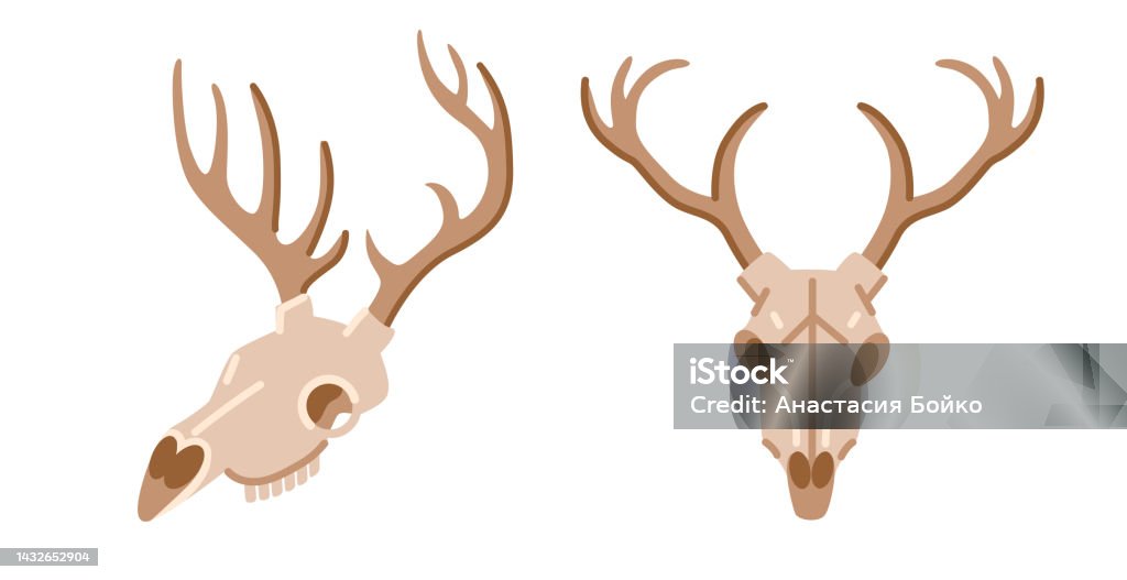 Deer Skull Dead Animal Bone Reindeer Skeleton Front And Side View Witch ...