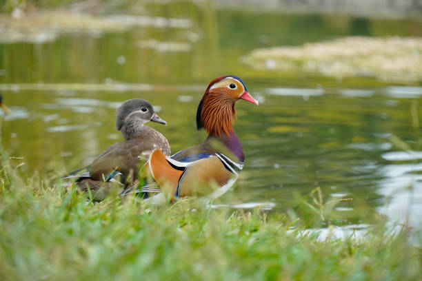 istock couple of mandarin ducks looking at lake 1432653092