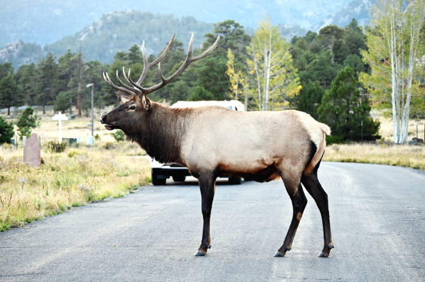 istock Bull Elk on the Road 1432654655