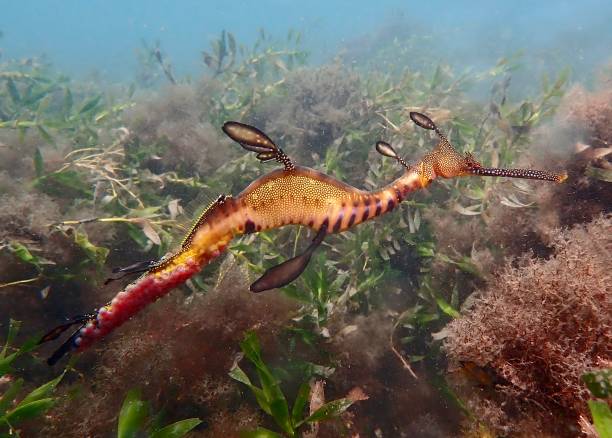 istock Weedy sea dragon with eggs 1432655333