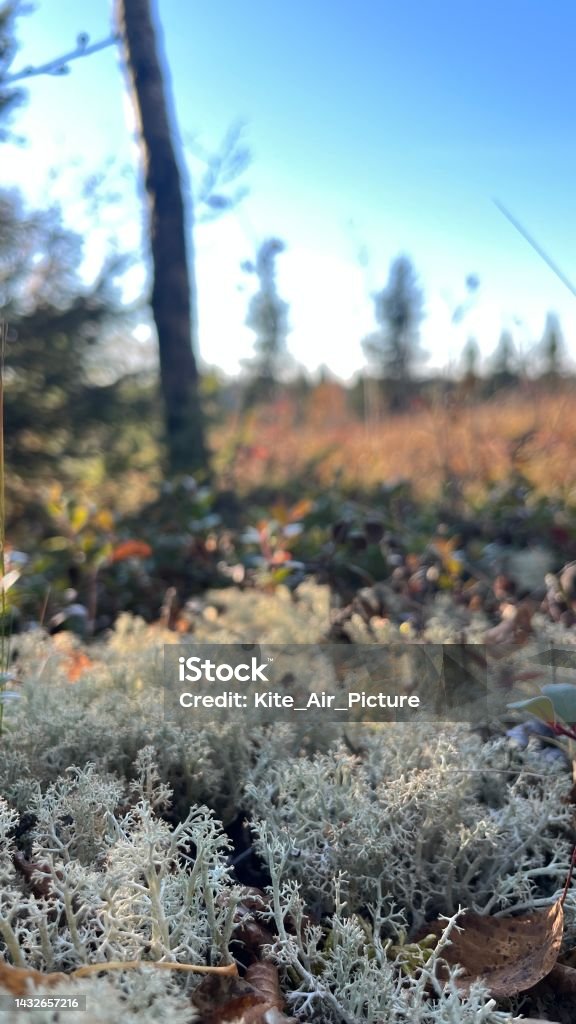Moss - Manitoba - Canada Autumn Stock Photo