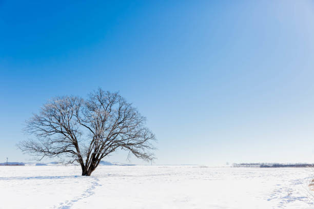istock Japanese elm with snow in Hokkaido at dusk 1432657855