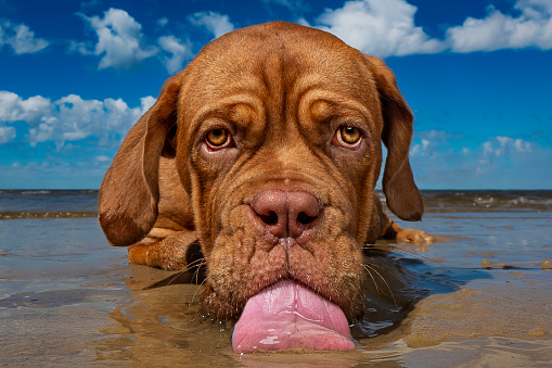Cute Puppy Licking Water On The Beach