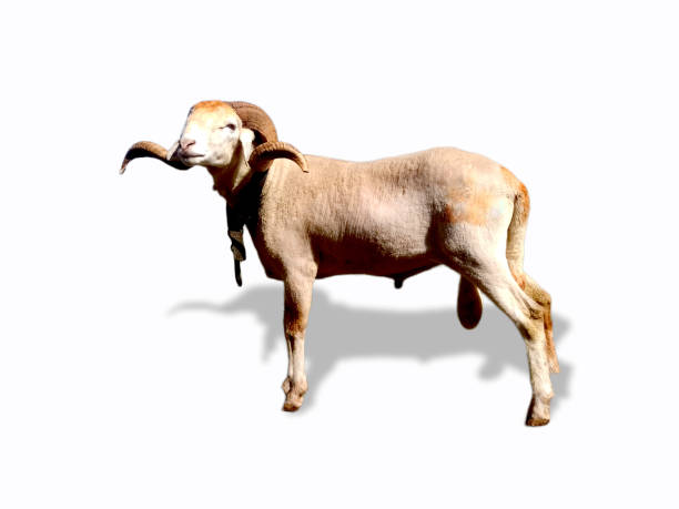 A portrait image of a Manx (Isle of Man) Loaghtan sheep.