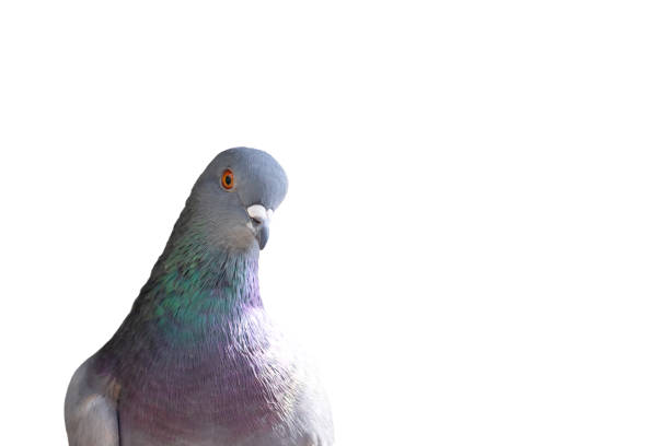 istock dove looking at the camera isolated on white 1432661009