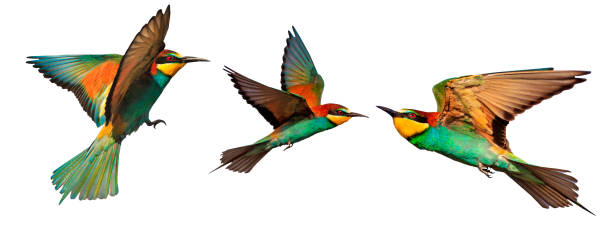 istock set of color birds in flight isolated on a white 1432661030