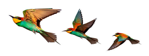 istock color birds in flight isolated on a white background 1432661039