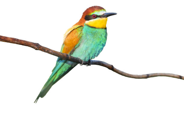 istock beautiful colorful bird isolated on white 1432661044