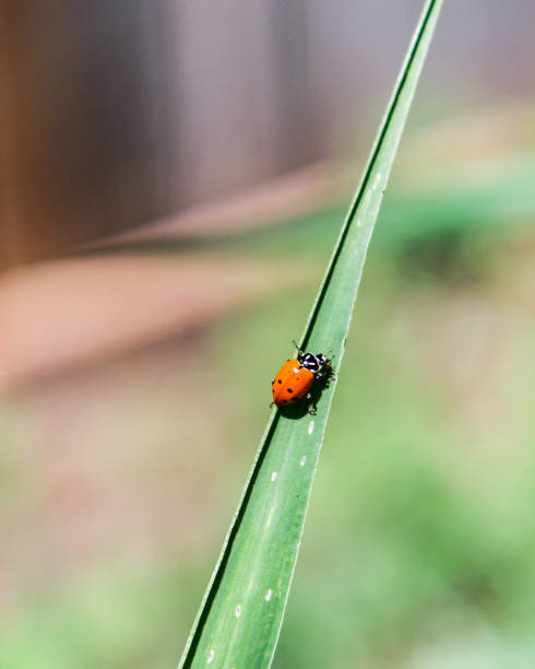 ladybug crawling on a blade of grass stock photo