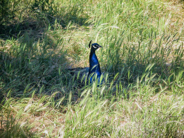 single peacock sitting in a grassy field stock photo