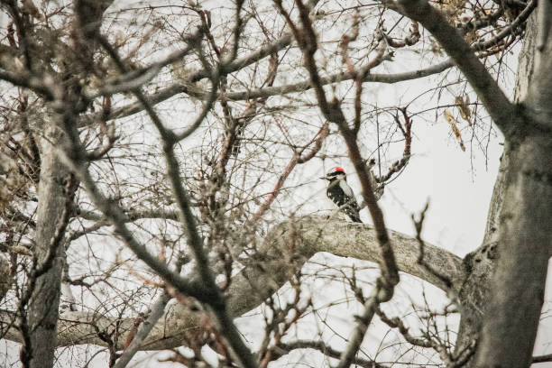 downy woodpecker on a branch stock photo