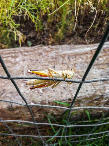 grasshoper on a wire fence in a garden stock photo