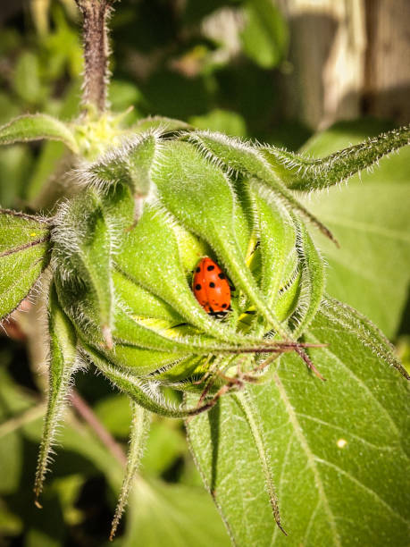 ladybug on a sunflower bud stock photo