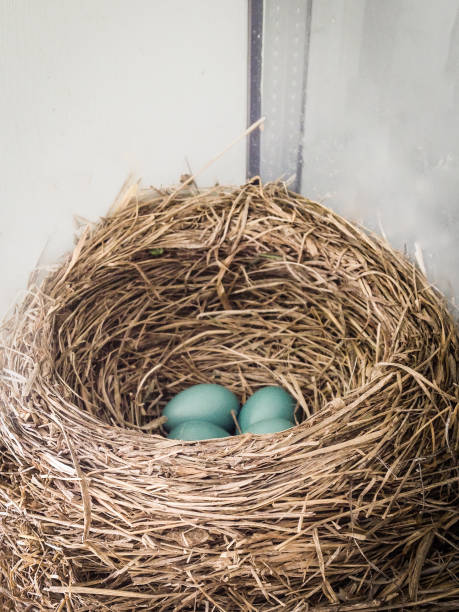robin eggs in a nest stock photo