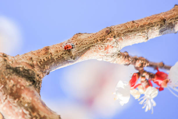 ladybug crawling on a branch stock photo