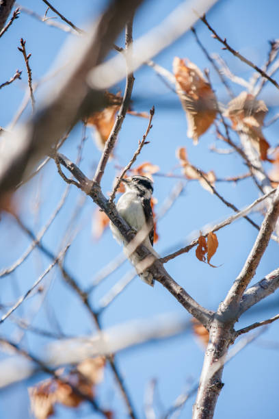 Downy woodpecker perched on branch against blue sky stock photo