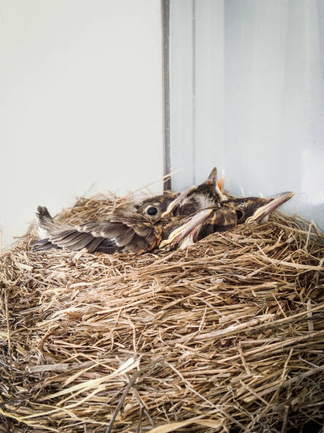 robin chicks in a nest stock photo