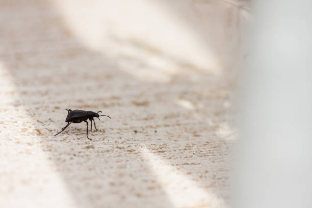 black bug on the ground stock photo