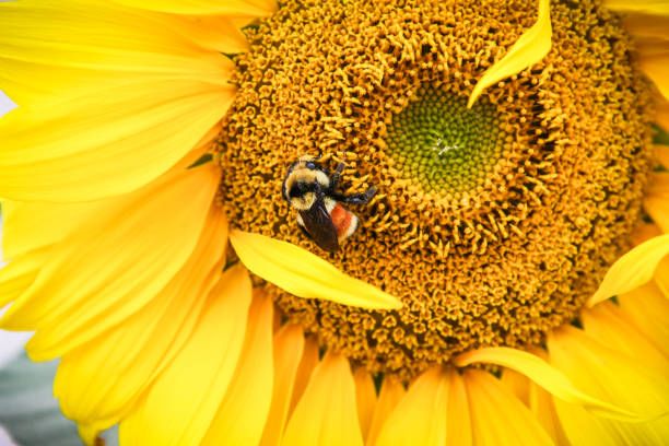 Bumble bee on sunflower close up stock photo