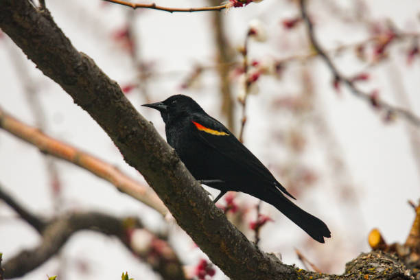 istock red wing blackbird on a branch 1432663150