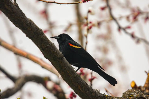 red wing blackbird on a branch stock photo