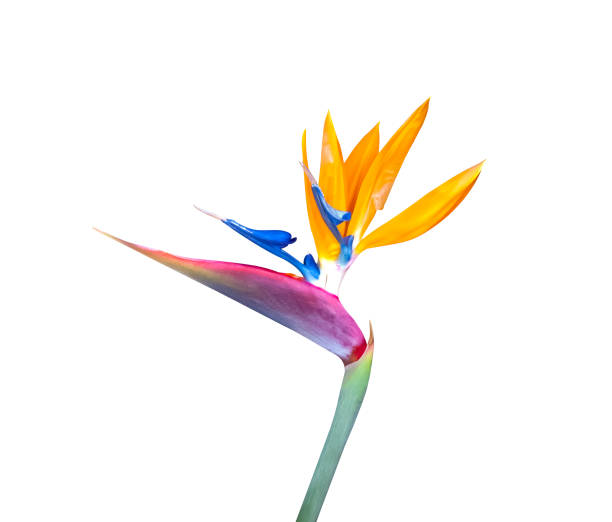 istock Brightly colored bird of paradise flower closeup 1432663496