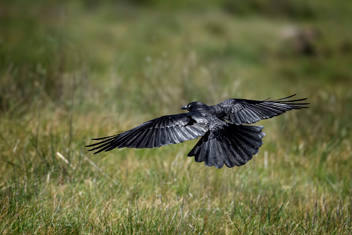 Black raven flying across a grassy field