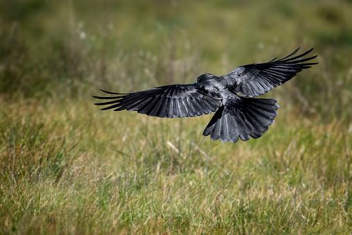 Black raven flying across a grassy field