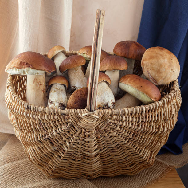 Basket with mushrooms. Organic food mushrooms. Square format. stock photo